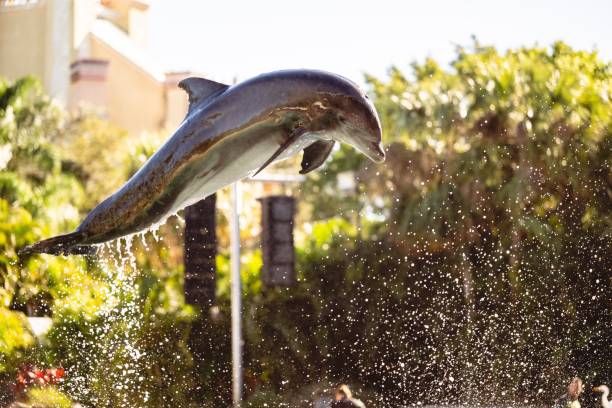 istock Beautiful shot of trained dolphins doing tricks at a zoo 1459915508