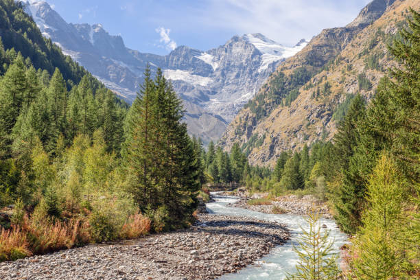 istock Wooden bridge over Alpine water stream runs along gorge rapids, covered with evergreen pine forest in Gran Paradiso National Park. Aosta valley, Italy 1459915513