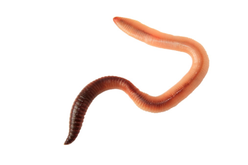 An earthworm isolated on a white background