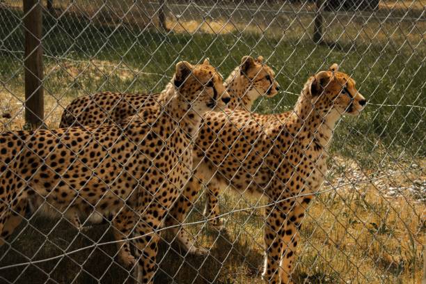 istock Image of three cheetahs in the zoo 1459916421