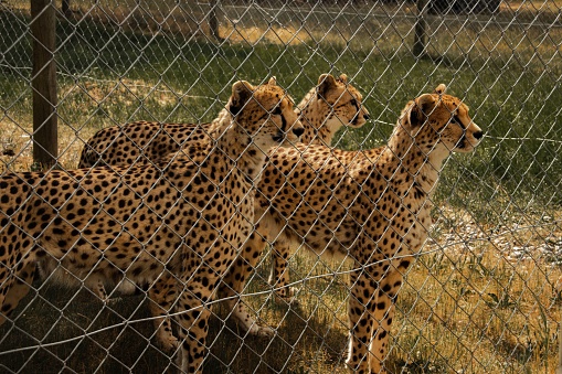 An image of three cheetahs in the zoo