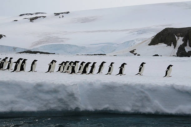 adelie pinguins - penguin leadership in a row walking - fotografias e filmes do acervo