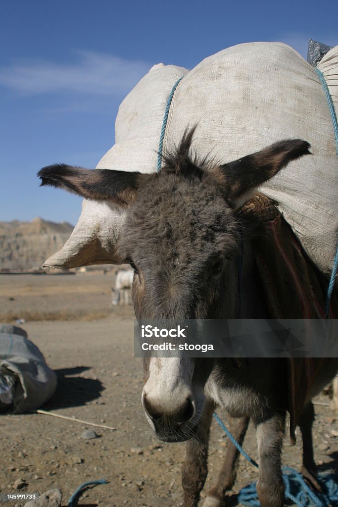 Afganistán burro, completamente cargado - Foto de stock de Aire libre libre de derechos