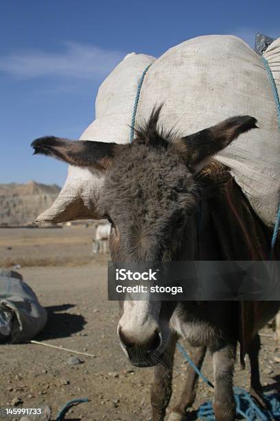 Afganistán Burro Completamente Cargado Foto de stock y más banco de imágenes de Aire libre - Aire libre, Animal, Animal de carga