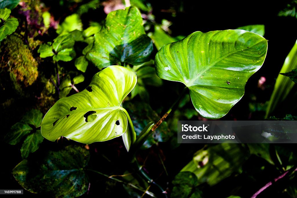 Hojas en el bosque - Foto de stock de Aire libre libre de derechos