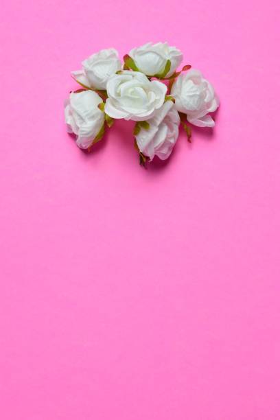 istock White flowers on pink paper background 1459918085