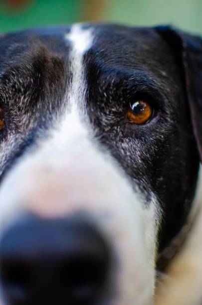 istock Vertical shot on a black and white dog's face 1459918401