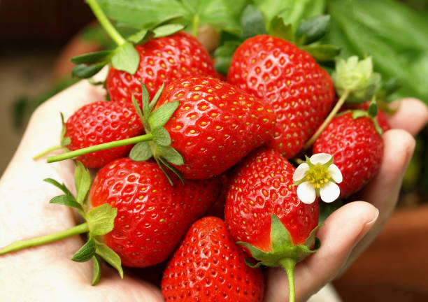 istock harvested strawberries in hand. 1459919137