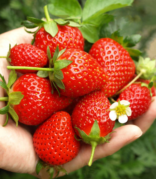 istock harvested strawberries in hand. 1459919139