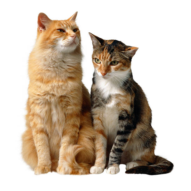 istock Two cats sitting in front of white background 145991920