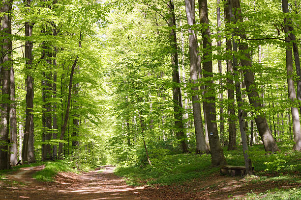 Floresta de faia durante a Primavera - fotografia de stock