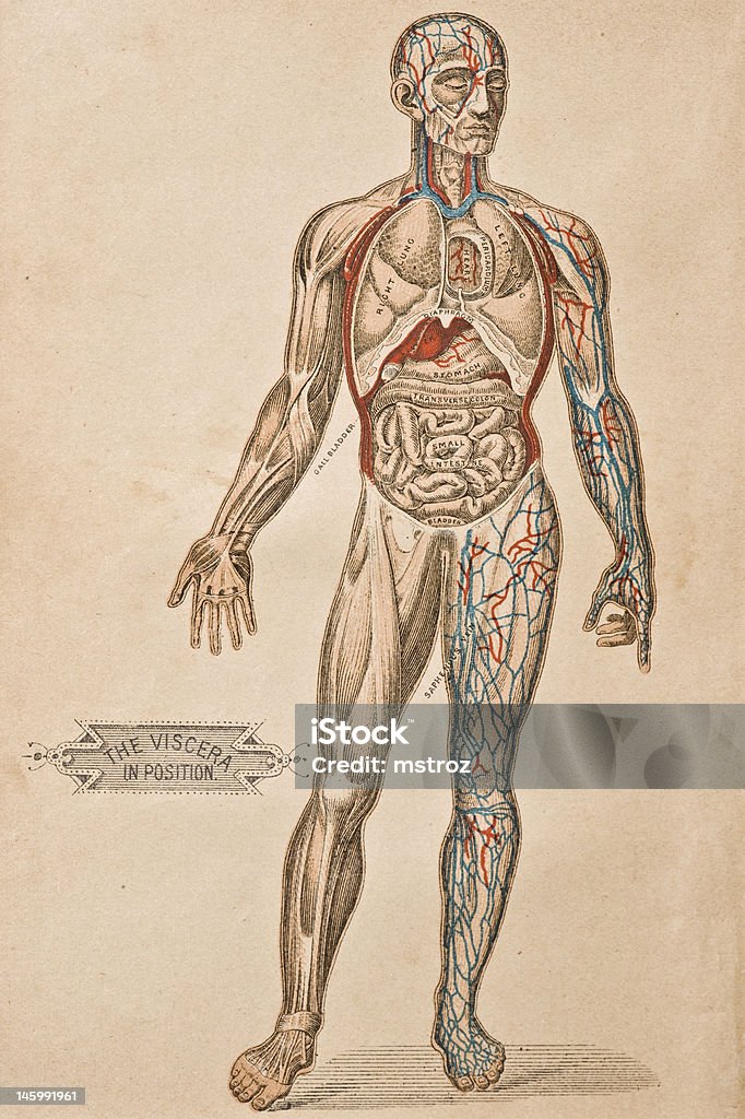 Viscera illustrations/médecine Antique - Illustration de Corps humain libre de droits