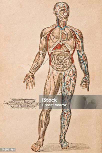 Viscera Illustrations Médecine Antique Vecteurs libres de droits et plus d'images vectorielles de Corps humain - Corps humain, Anatomie, D'autrefois