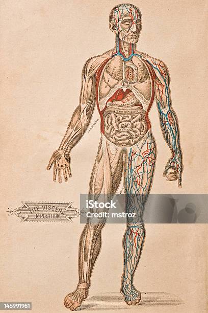 Antyczne Ilustracja Medyczny Trzewi - Stockowe grafiki wektorowe i więcej obrazów Ciało ludzkie - Ciało ludzkie, Anatomia człowieka, Staromodny
