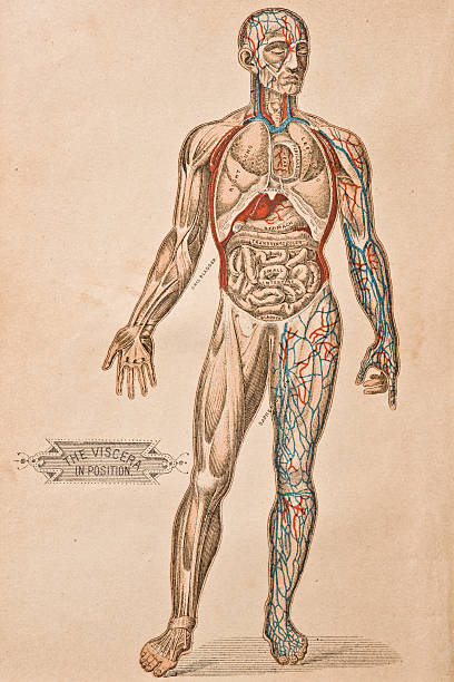 Antique Medical Illustration | Viscera vector art illustration