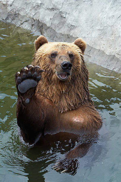 brown bear - maillot foot 個照片及圖片檔