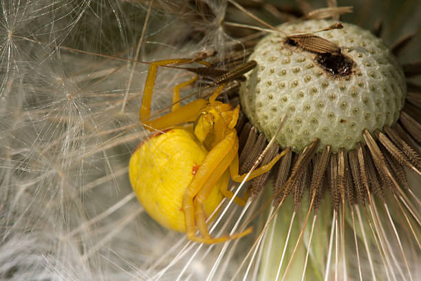 Yellow crab spider on dandelion stock photo