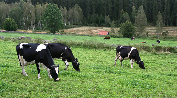Paść się krowy – zdjęcie