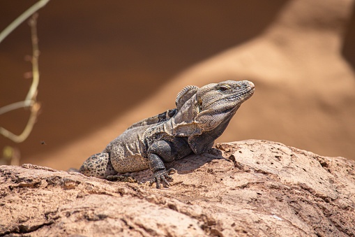A closeup shot of an iguana on a rock