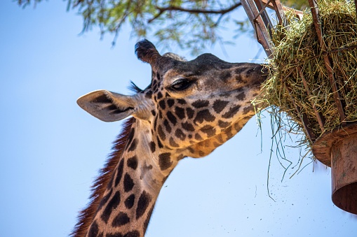 A closeup shot of a giraffe eating grass