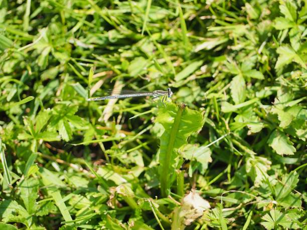 istock Closeup of a small White-legged damselfly on fresh grass 1459920970
