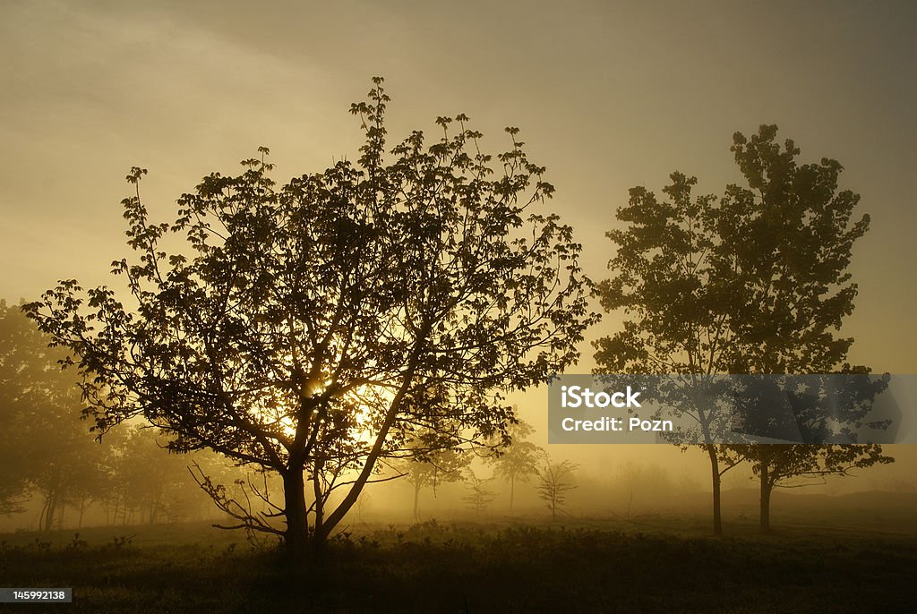 Foggy morning Sunrise in the foggy morning Back Lit Stock Photo