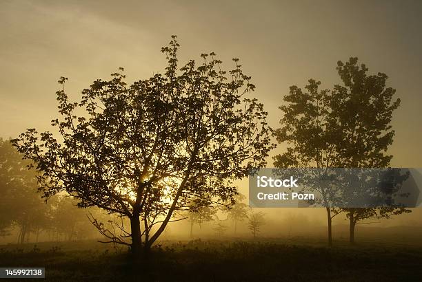 Foggy Morning Stock Photo - Download Image Now - Back Lit, Beauty, Beauty In Nature