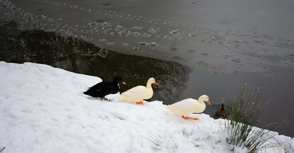 winter landscape on lake Ladoga