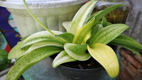 Giant Squill or Ledebouria on a black pot in the garden. The leaf is yellow, too much sun light. Dry and less water. un maintained plant. Commonly known as Leopard lily, Drimiopsis kirkii.