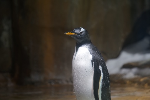 a selective focus shot of a black and white penguin