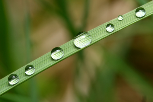 Macro of Raindrop on Blade of Grass.