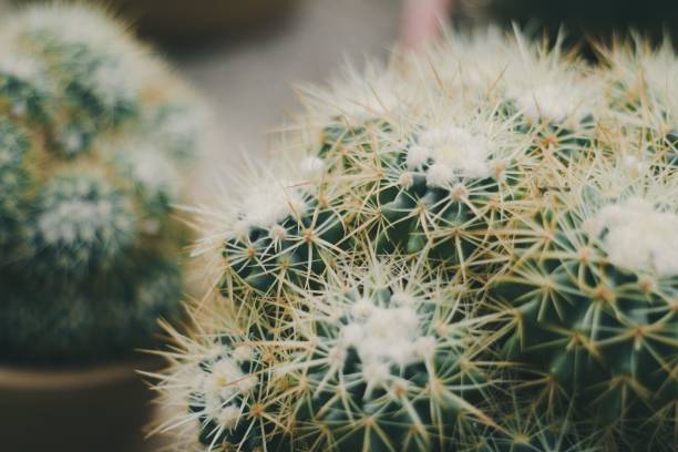 istock Closeup shot of a cactus plant with sharp spikes in a pot 1459922079