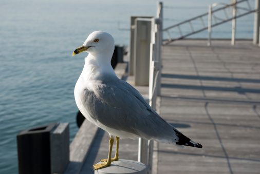 Seagull standing at attention perched in Toronto Harbour