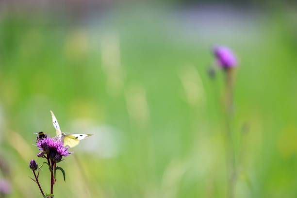 istock Selective focus of a cabbage white butterfly, pieris rapae on wildflower bud in a beautiful meadow 1459922855