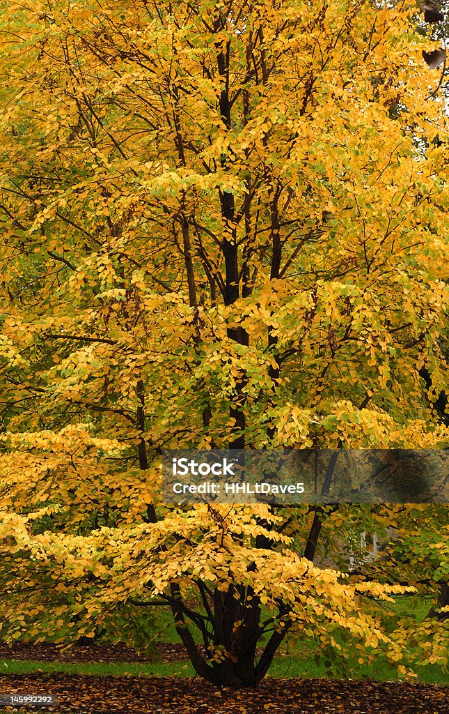 Olmo mostrando sus hermosos colores otoñales - Foto de stock de Aire libre libre de derechos