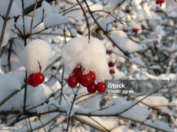 Guelderrose W Śniegu - zdjęcia stockowe i więcej obrazów Bez ludzi - Bez ludzi, Czerwony, Dławisz amerykański