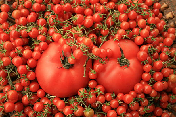 Kadr wypełniony pomidorów – zdjęcie