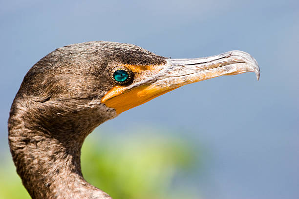 Cormorant stock photo