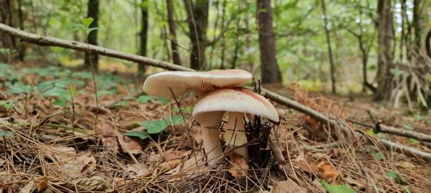 숲에서 녹색 파리 agaric (amanita phalloides) 버섯의 클로즈업 샷 - 알광대버섯 뉴스 사진 이미지