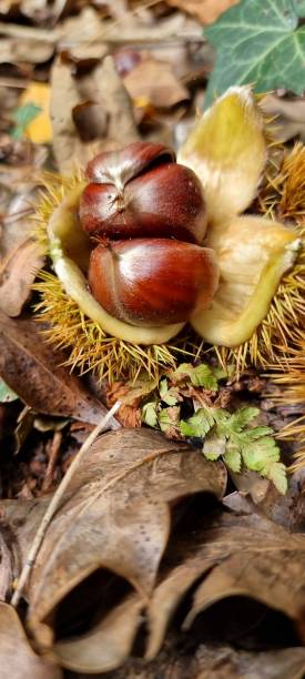 istock Vertical close-up of Chinese chestnuts (Castanea mollissima) in a forest 1459924338