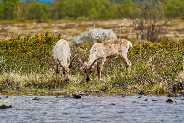 istock European Reindeer, Rangifer tarandus, also Caribou. 1459924559
