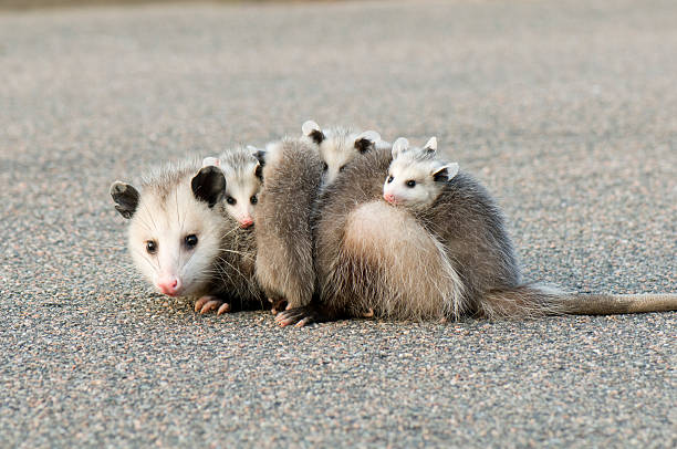 A mother opossum with its four babies on the pavement Mother opossum carrying her babies opossum stock pictures, royalty-free photos & images