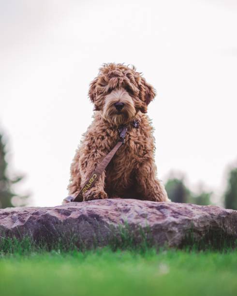 istock Aussiedoodle sitting on rocky ground 1459924903