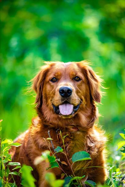 istock Golden Retriever lying in grassland 1459924947