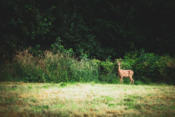 istock Small adorable roe deer captured standing in front of a forest with green vegetation 1459925413