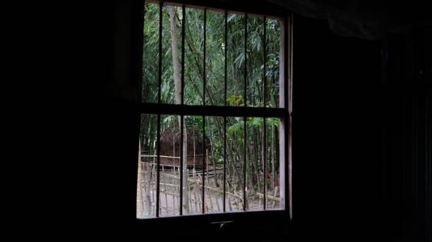 istock View of from window to park with dense trees 1459925470