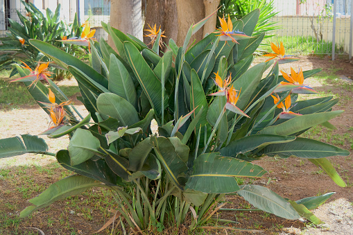 Flowering plant of Strelitzia reginae, colorful bird of paradise flowers in public botanical garden.