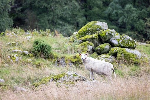 A Norwegian sheep with ear tags standing in front of rocks covered in moss in a natural environment