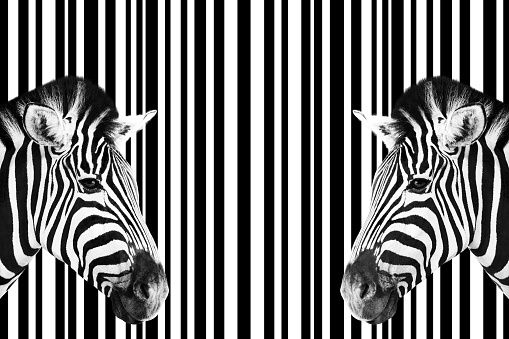 Detail of a two zebra's head over a striped abstract black and white background.
