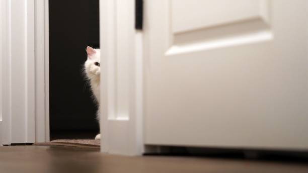 istock Cute white cat looking behind the door jamb. 1459925950